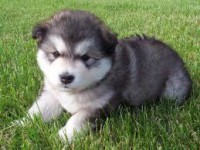 /album/para-os-amantes-de-cachorros/images-5-jpg1/